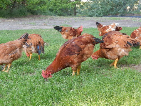 pasture raised red master chicken 