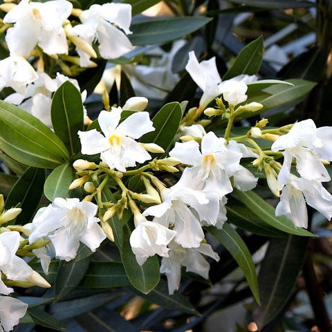 JASMINE ESSENTIAL OIL- BENEFITS, USES, AND ORIGIN