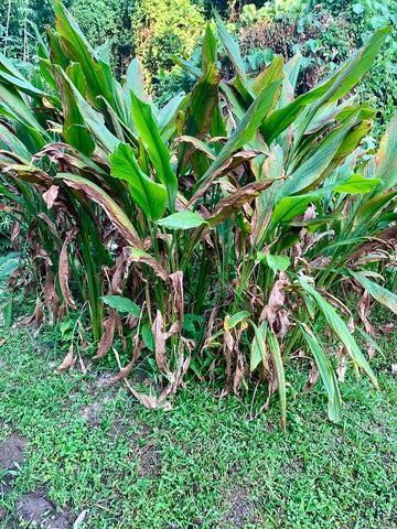 organic turmeric plant at permaclub