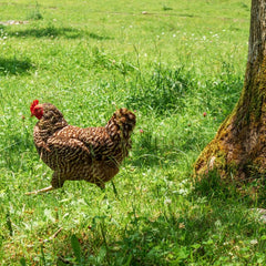 pasture raised chicken 