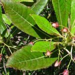 bois-derose-feuille