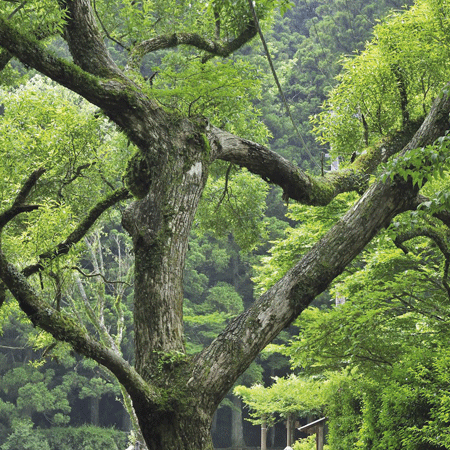 Huile essentielle de bois de hô