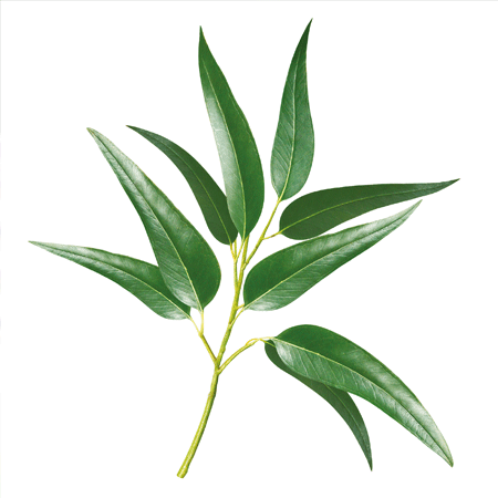 Eucalyptus citronné - partie distillée : la feuille