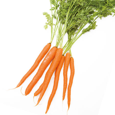 Dans ma trousse de secours : Macérat, huile végétale de carotte