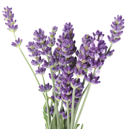 Lavande vraie - Lavandula angustifolia ssp angustifolia - la sommité fleurie