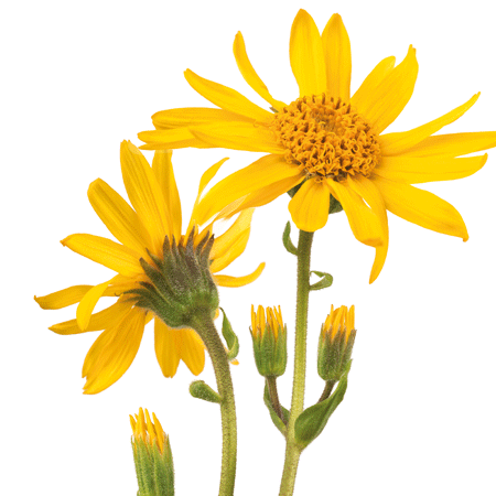 Arnica - muscles et articulations