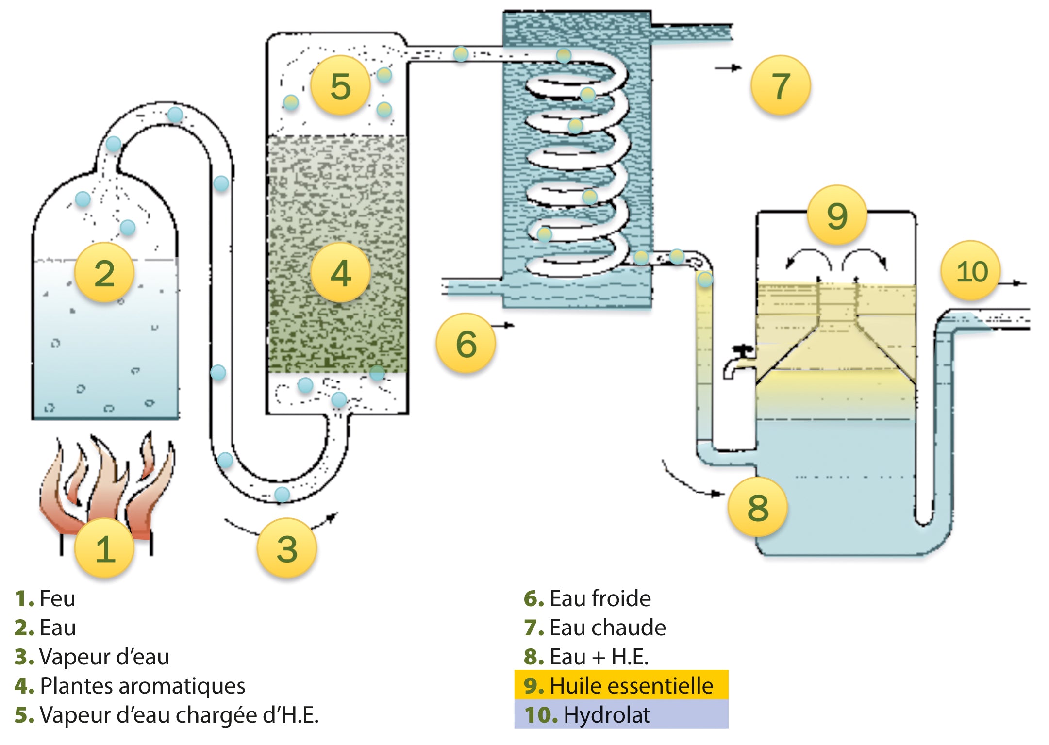 Distillation des huiles essentielles et des hydrolats