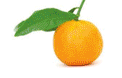 Citrus reticulata