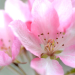 Devenir conseillé en Fleurs de bach - formations