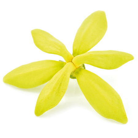 Dans ma trousse de secours : Fleur d'ylang-ylang - partie distilée : la fleur