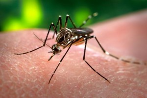 Les moustiques femelles, vecteurs de Zika par la salive