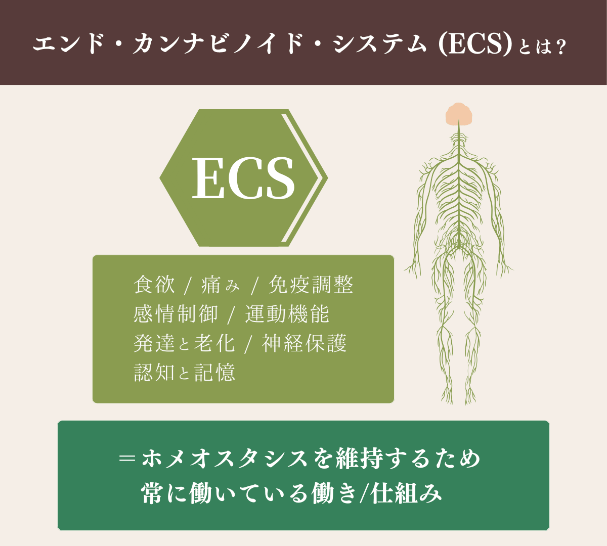 エンド・カンナビノイド・システム (ECS)とは？