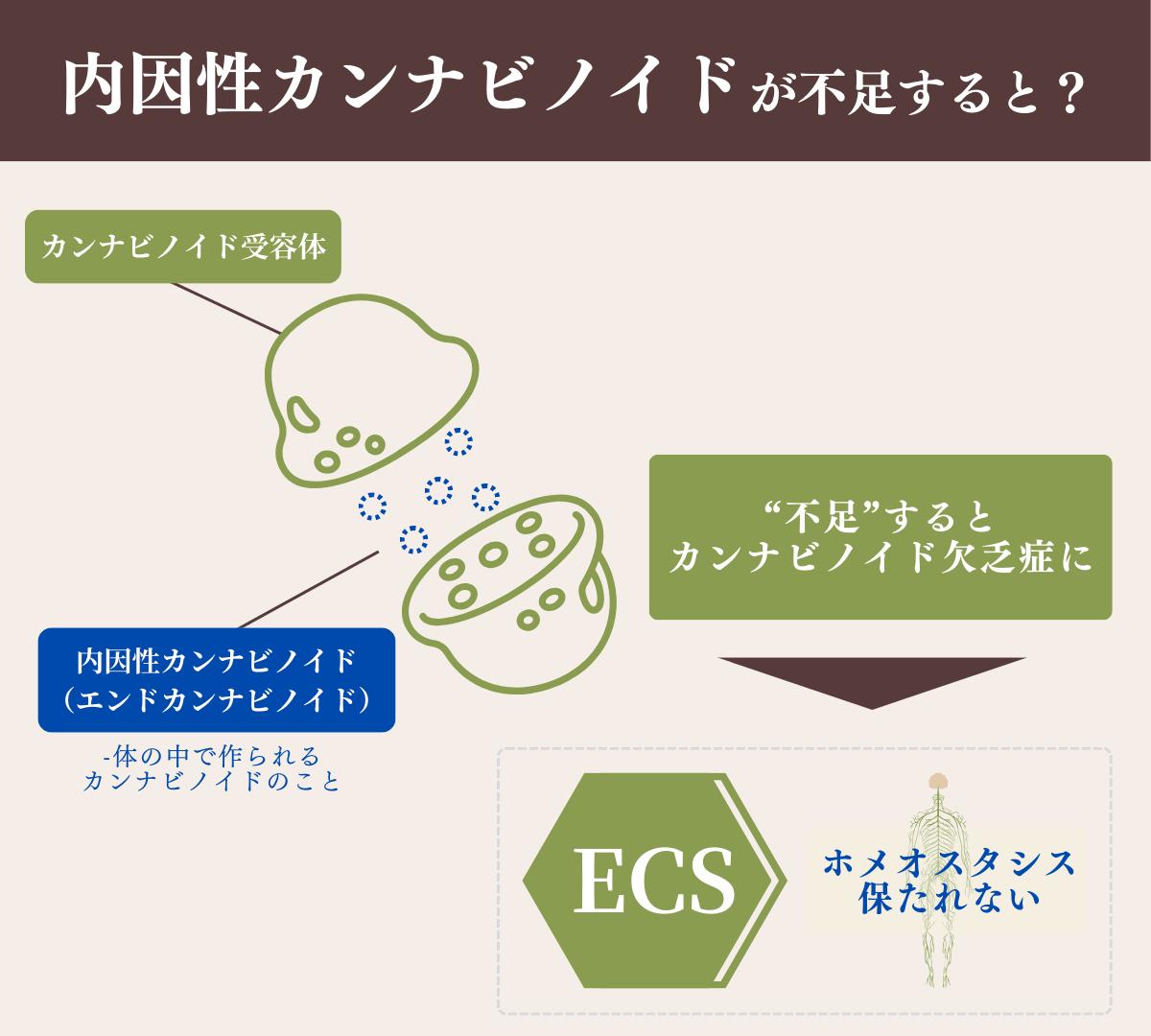 内因性カンナビノイドが不足すると？