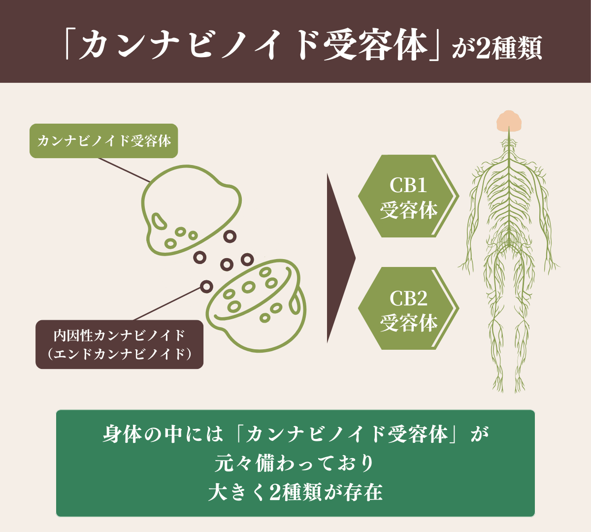 カンナビノイド受容体が2つ