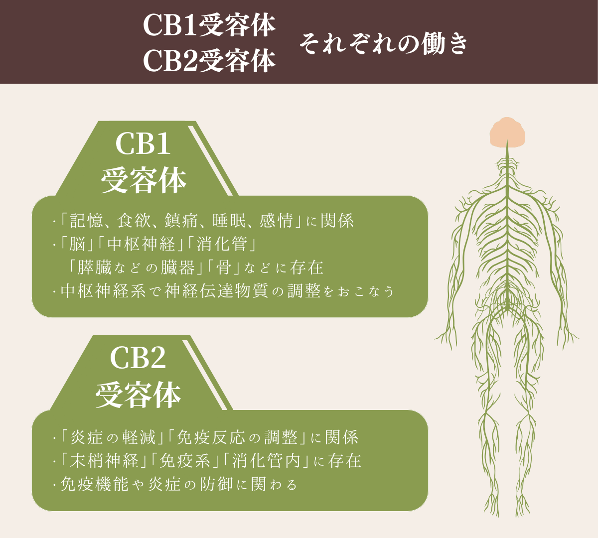 CB1受容体、CB2受容体のそれぞれの働き