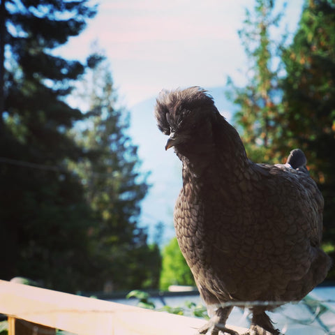 Silkie hen chicken standing on a fence in the country.
