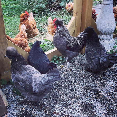 Chickens milling about on two sides of the gate.