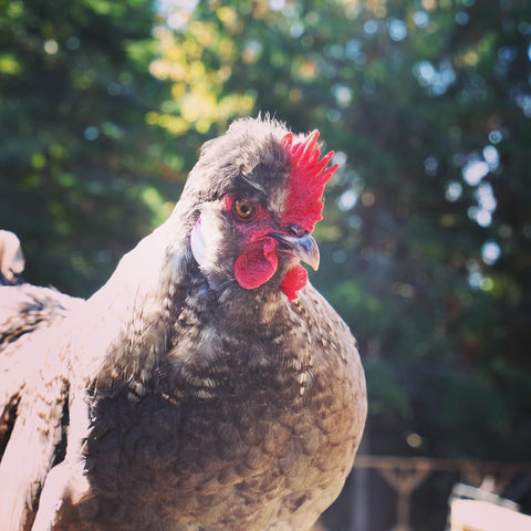 Silkie rooster in the sunshine