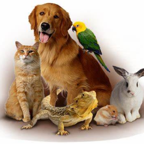 Cat Products Dog Products Grooming Supplies Other Pet Supplies Wildlife Products