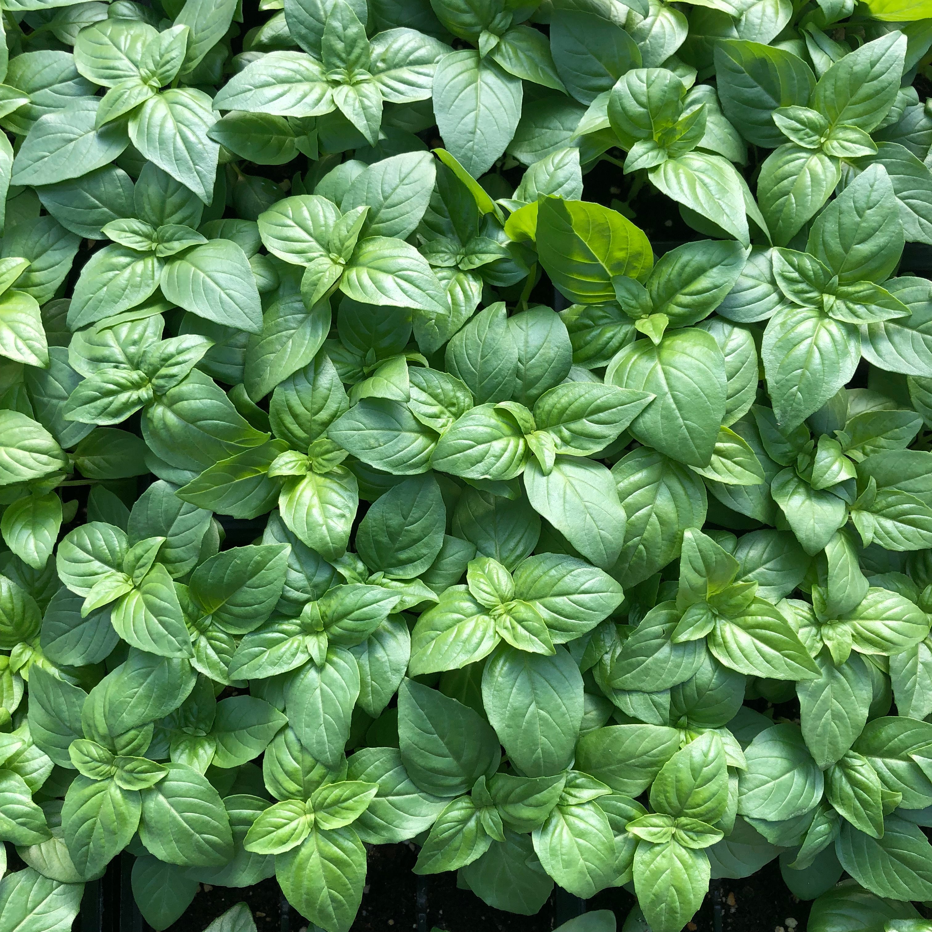 Basil as baby greens Sage Garden