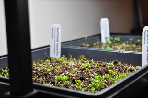 Lettuce seedlings under lights