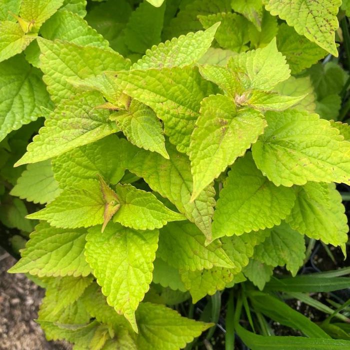 Agastache Golden Jubilee 