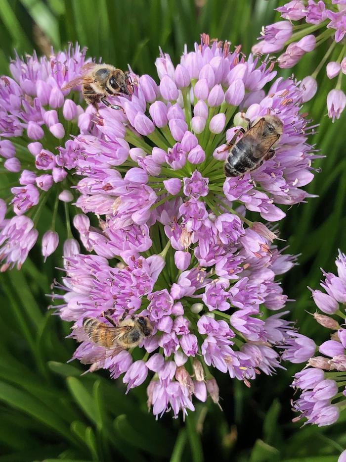 Allium with bee 