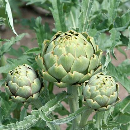 Artichokes