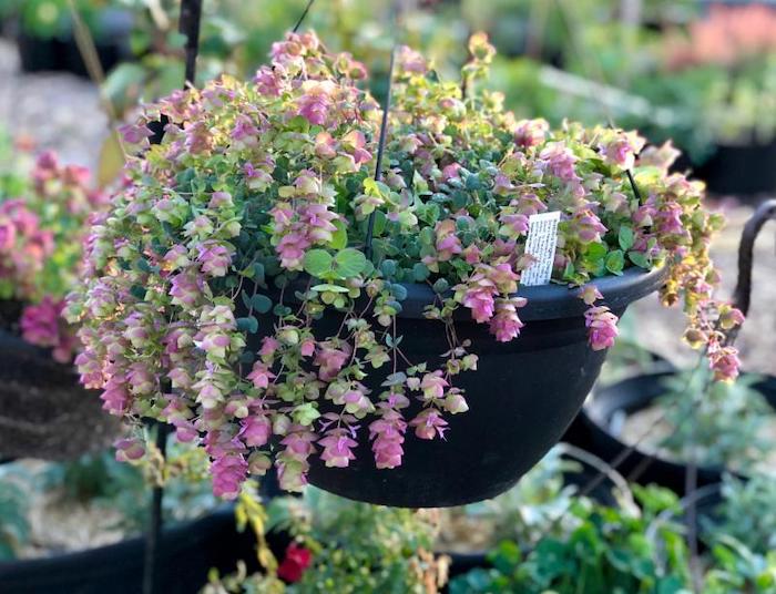 Barbara Tingely hanging basket 