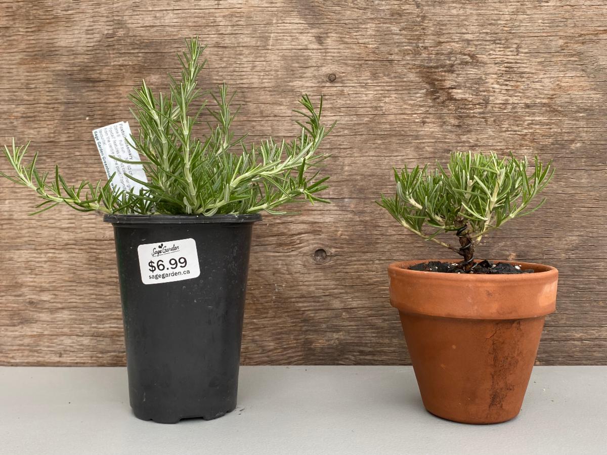 Before and after rosemary bonsai 