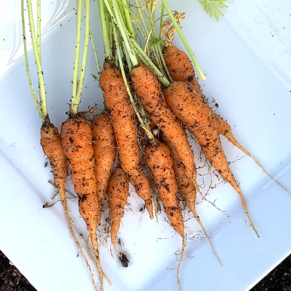 Organic carrots at Sage Garden