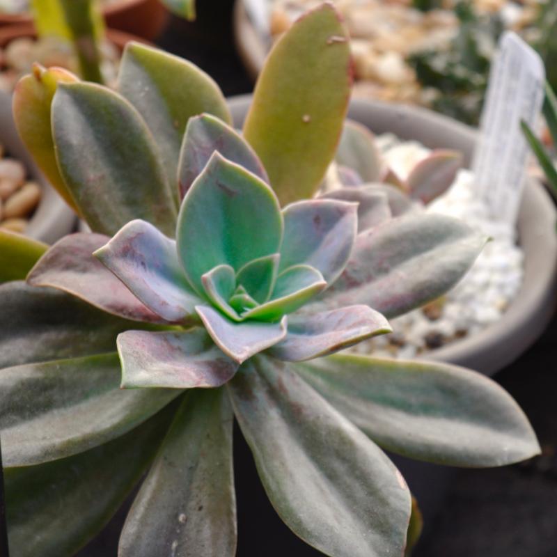 Colourful Echeveria