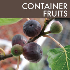 Container Fruits