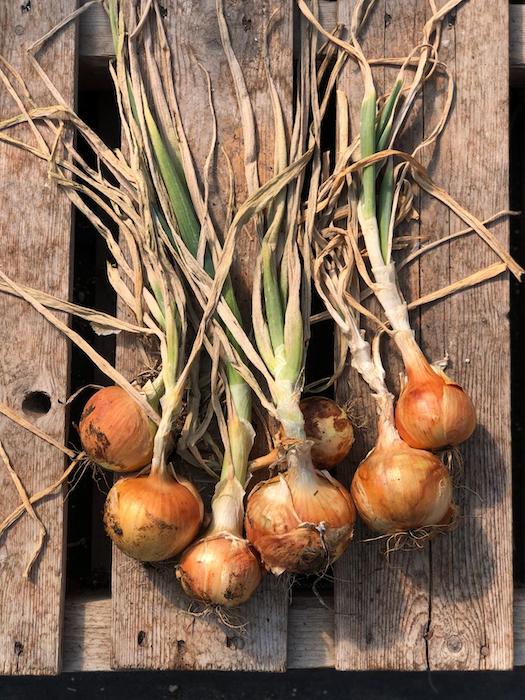 Cortland onions harvested