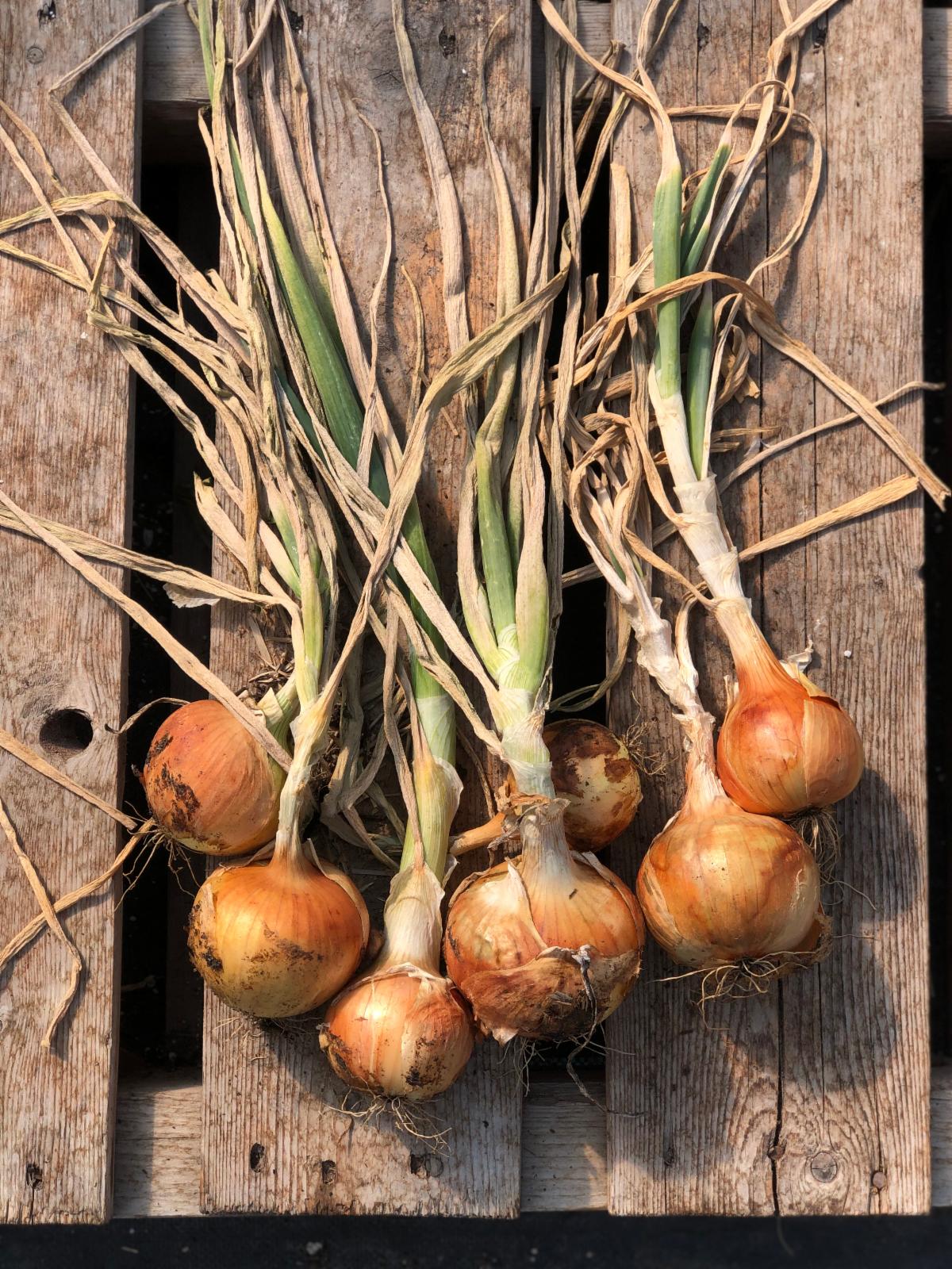 Cortland onions