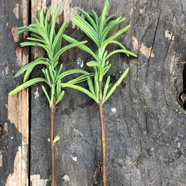 Rosemary cuttings trimmed