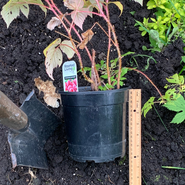 Fall planting container with ruler