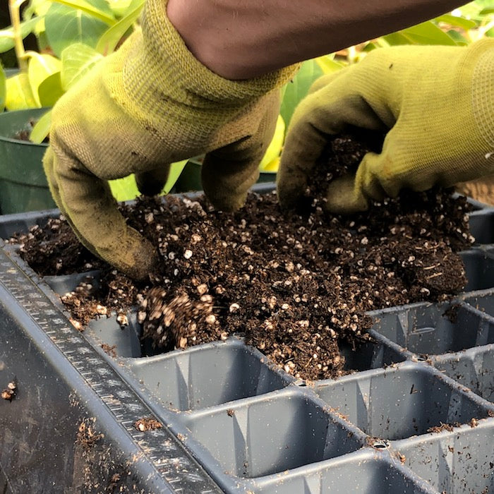 Filling plug trays with soil