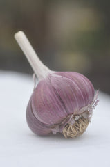 Seed Garlic at Sage Garden