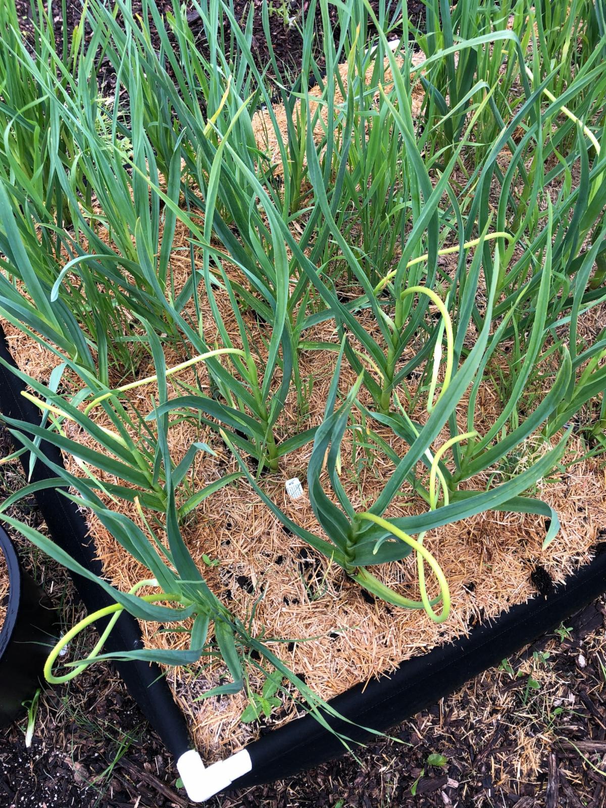 Garlic scapes