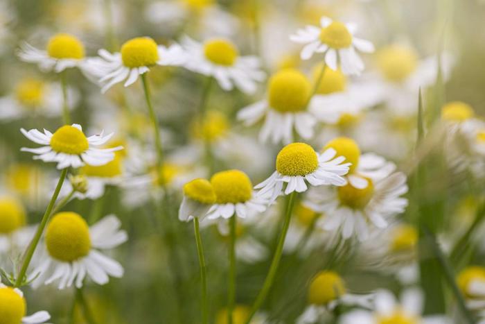 German Chamomile 