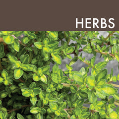 Herbs Link