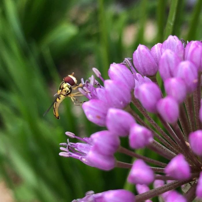 Hoverfly on allium