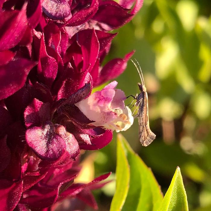 Lacewing on basil