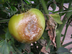 Late blight on tomato fruits (photo from University of Minnesota Ag Extension)
