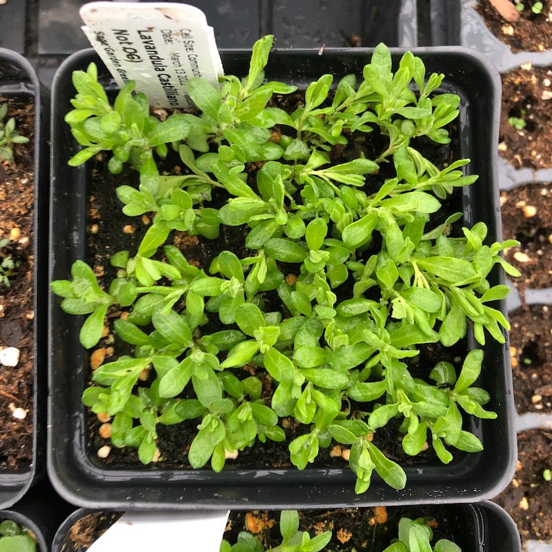 Lavender seedlings in community pot