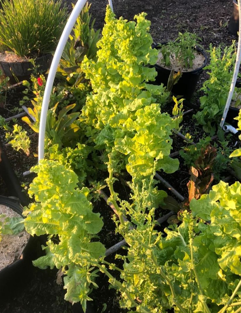 Lettuce garden going to seed