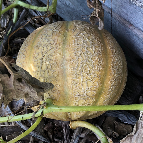 Charentais melon at Sage Garden