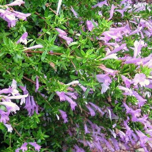 Mexican oregano