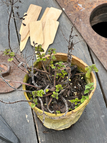 Oregano waking up